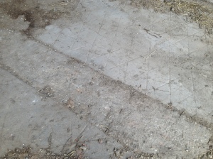 Our concrete floor.  The herringbone bits are apparently from the original dairy at Manor Farm.